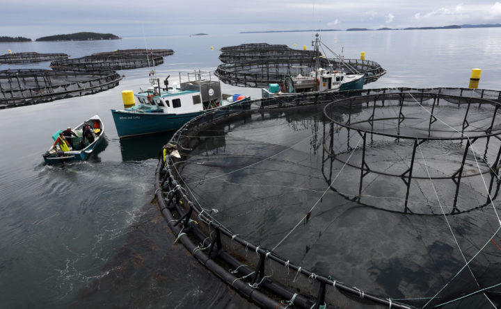 Criadouro de salmão em New Brunswick, no Canadá, onde foram encontradas doses de pesticida na ração dos peixes. Foto: Robert Bukaty / AP. 
