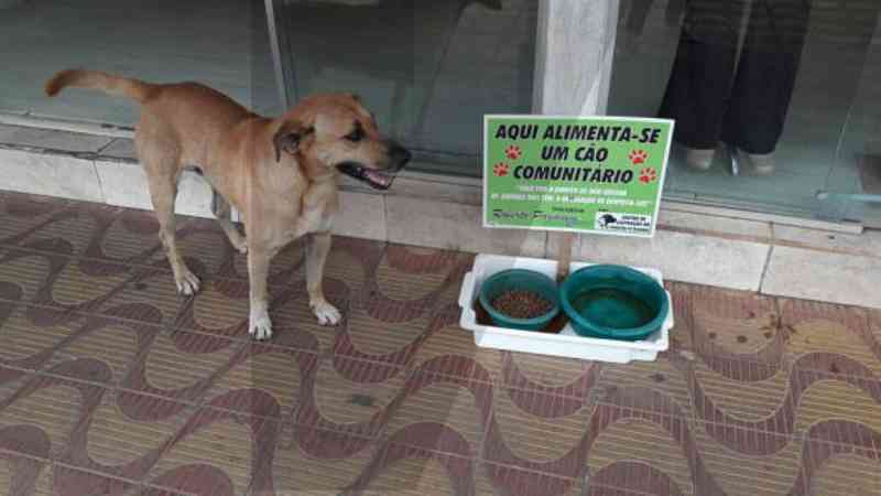 Associação quer criar estatuto de ”cão comunitário” existente em alguns países da Europa, em Braga, Portugal. Foto: Olhar Animal.