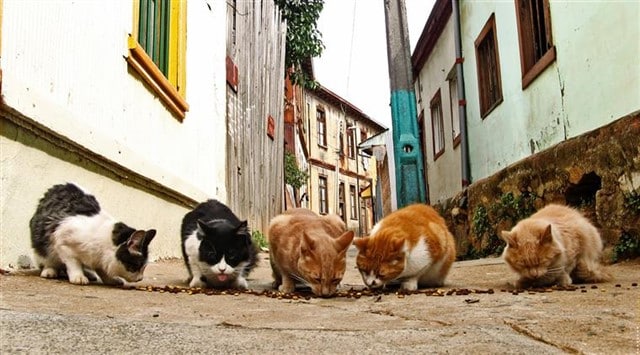 Ativistas querem o fim da proibição de alimentação de animais nas ruas, imposta por alguns municípios portugueses. Foto: SAPO.