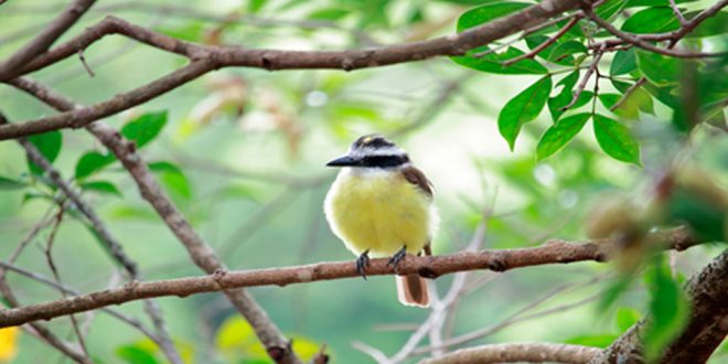 Essas reservas são parques naturais municipais, quatro deles no extremo sul do Município e um na zona leste. Foto: SMVMA.