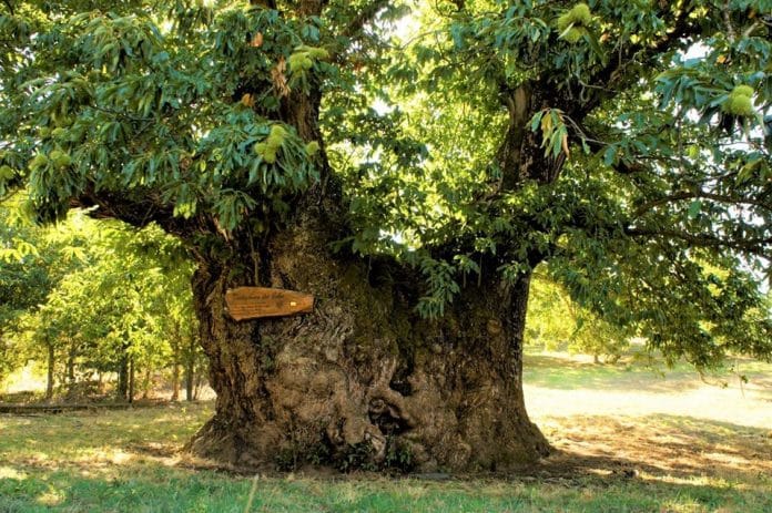 O “Castanheiro de Vales” de Tresminas, em Vila Pouca de Aguiar ganhou o concurso “Árvore Portuguesa do ano de 2020”. Foto: Raquel Pires Lopes. 