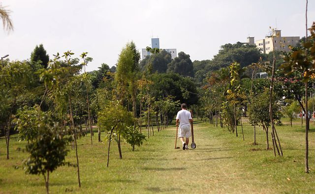 Sozinho, o aposentado Hélio da Silva plantou 25 mil árvores e recuperou área degradada em São Paulo. Foto: Arquivo Pessoal.
