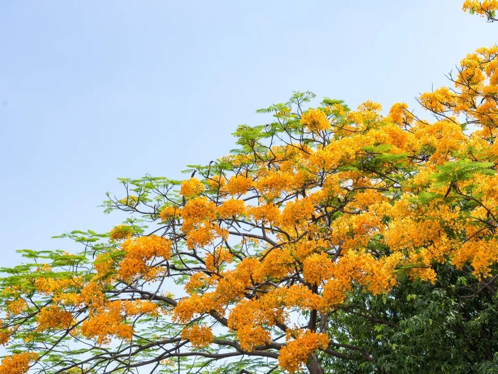 tipuana copa da arvore